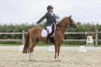 Welsh pony, Dieren en Toebehoren, B, Ruin, Dressuurpony, C pony (1.27m tot 1.37m)