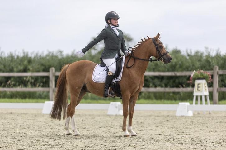 Welsh pony, Dieren en Toebehoren, Pony's, Ruin, B, C pony (1.27m tot 1.37m), Dressuurpony, 7 tot 10 jaar