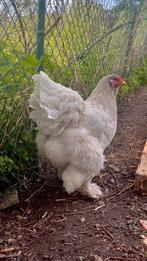 Brahma hen splash/vuilwit groothoender, Dieren en Toebehoren, Pluimvee, Vrouwelijk, Kip