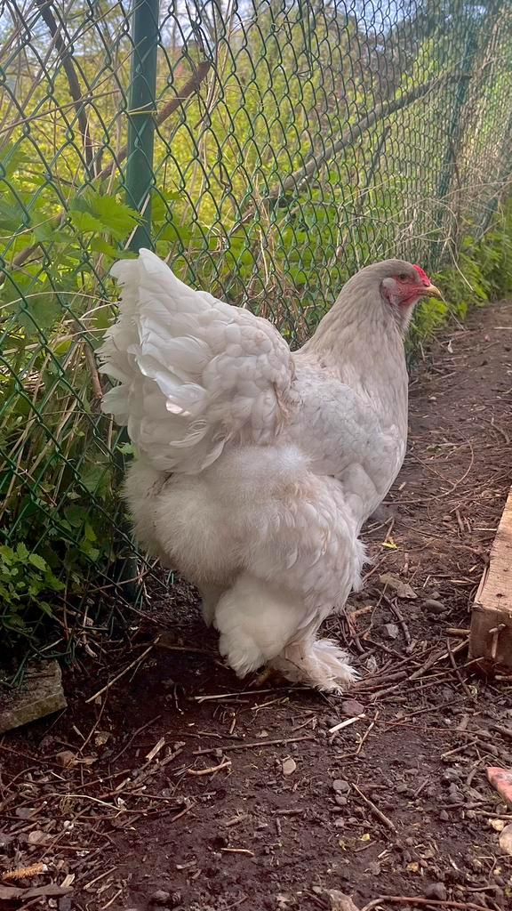 Brahma hen splash/vuilwit groothoender, Dieren en Toebehoren, Pluimvee, Kip, Vrouwelijk