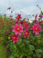 Dahlia knollen "Fuchsia" (5 knollen vr 8 €), Tuin en Terras, Ophalen, Voorjaar, Volle zon, Knol