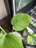 Monstera aurea large form, Huis en Inrichting, Kamerplanten, Ophalen