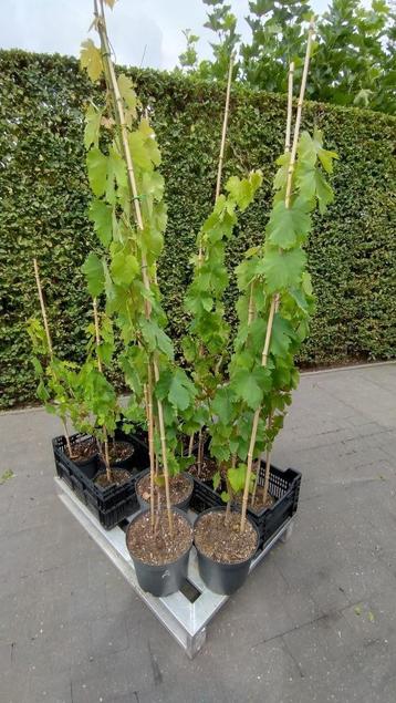 Royal druiven blauw beschikbaar voor biedingen