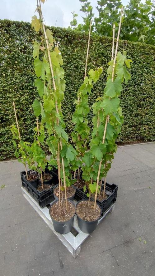 Royal druiven blauw, Tuin en Terras, Planten | Fruitbomen, Overige soorten, 100 tot 250 cm, Volle zon, Zomer, In pot, Ophalen
