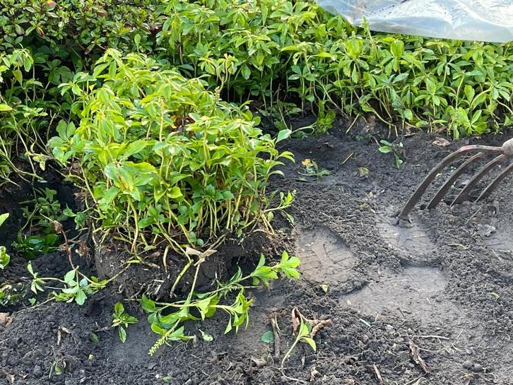 Gratis bodembedekking, Tuin en Terras, Planten | Struiken en Hagen, Overige soorten, Ophalen