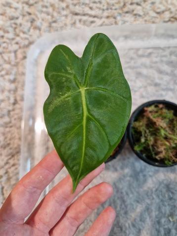 Alocasia frydek, Huis en Inrichting, Kamerplanten, Ophalen