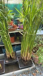 Papyrus, Enlèvement