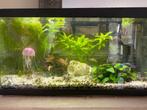 Visbak 60l, Dieren en Toebehoren, Ophalen, Gebruikt, Gevuld zoetwateraquarium