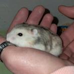 Lieve Russische dwerghamsters, Dieren en Toebehoren, Knaagdieren, Hamster, Tam