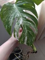 Monstera variegata, Maison & Meubles, Plantes d'intérieur, Enlèvement ou Envoi