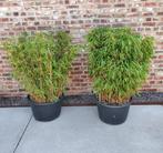 Fargesia Rufa 120 cm in grote pot (niet woekerende bamboe), Tuin en Terras, Vaste plant, Bloeit niet, Halfschaduw, Ophalen
