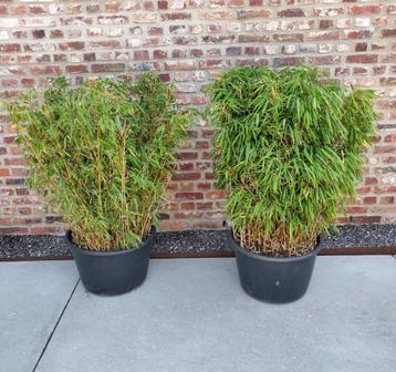 Fargesia Rufa 120 cm in grote pot (niet woekerende bamboe) beschikbaar voor biedingen