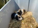 Cavia’s, Dieren en Toebehoren, Knaagdieren, Cavia