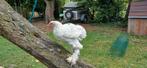 Mooie brahma haan splash! HANDTAM, Dieren en Toebehoren, Pluimvee