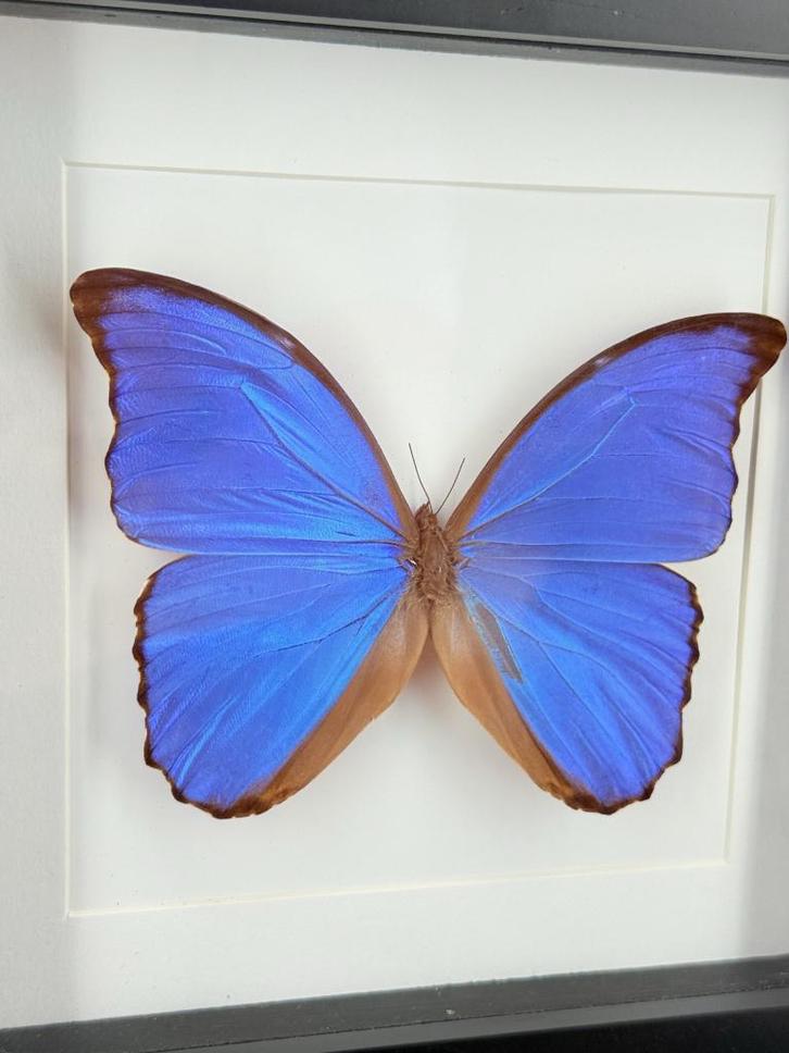 Blauwe Morpho Vlinder - Wildernis Atelier, Verzamelen, Dierenverzamelingen