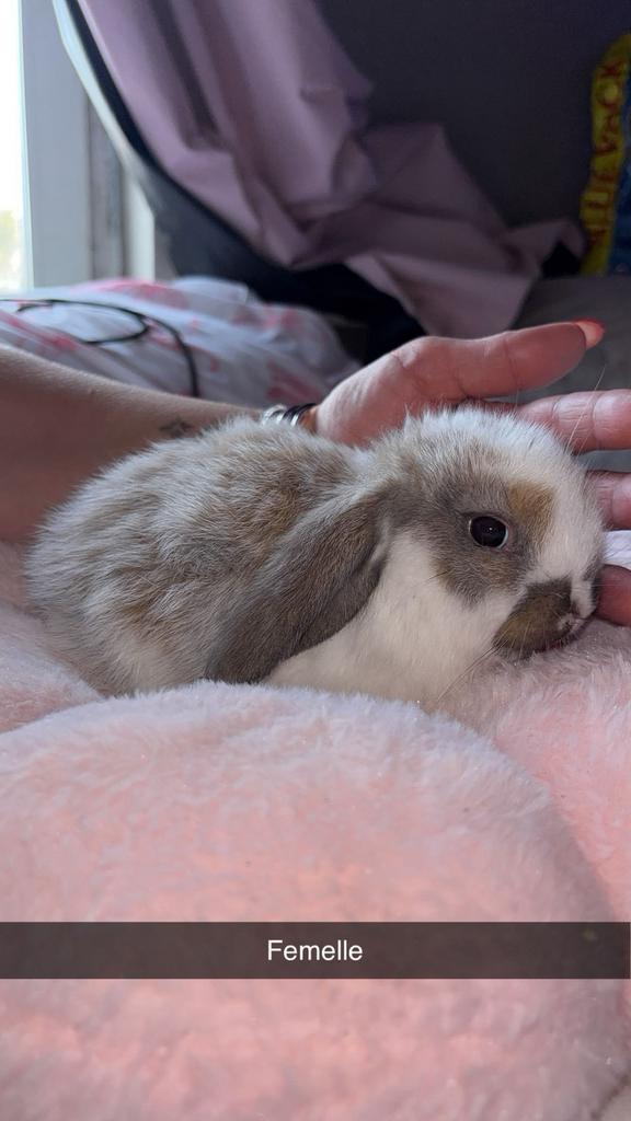 Lapin belier, Animaux & Accessoires, Rongeurs & Lapins | Accessoires, Enlèvement ou Envoi