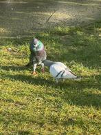 Duiven te koop ( hoogvliegers ), Dieren en Toebehoren, Geslacht onbekend, Overige soorten