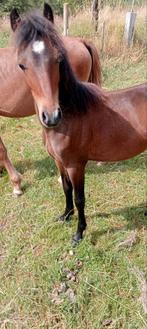 Hengsten veulen en een gratis kinderpony, Dieren en Toebehoren, Pony's