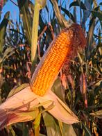 Maisbalen, Ophalen of Verzenden