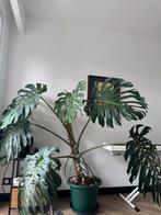 Monstera plant enorm groot en matuur., Huis en Inrichting, Kamerplanten, Ophalen