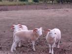 Schapen te koop - Réliers, Dieren en Toebehoren, Schapen, Geiten en Varkens, Mannelijk, Schaap, 0 tot 2 jaar