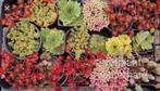 Vaste winterharde planten 14 soorten, Tuin en Terras, Ophalen of Verzenden