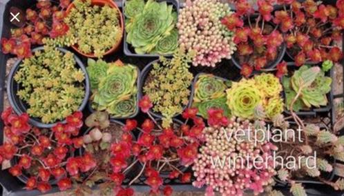 Vaste winterharde planten 14 soorten, Jardin & Terrasse, Plantes | Jardin, Enlèvement ou Envoi