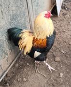 Coq croisé