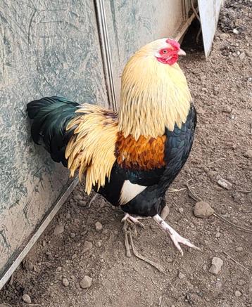 Coq croisé