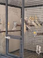 Jonge Valkparkieten, Dieren en Toebehoren, Vogels | Parkieten en Papegaaien, Geslacht onbekend, Parkiet, Geringd