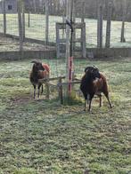 Koppel soay schapen te koop, Meerdere dieren, Schaap, 0 tot 2 jaar