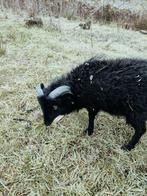 Ouessant ram te koop, Dieren en Toebehoren, Schapen, Geiten en Varkens