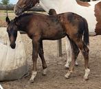 Knap groot hengstveulen Dancing Heros de Rock (Dominator) !, Dieren en Toebehoren, Paarden, Springpaard, 0 tot 2 jaar, Hengst