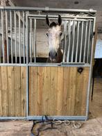 Jonge paarden te koop, Dieren en Toebehoren, Paarden, Springpaard, Gechipt, Ruin, Zadelmak