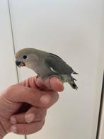 Rozei collis super tam, Dieren en Toebehoren, Vogels | Parkieten en Papegaaien, Tam