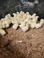 11 Kuikens Poule de Bresse, Dieren en Toebehoren, Pluimvee
