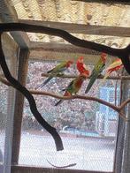 Rosella's en pennanten, Dieren en Toebehoren, Vogels | Parkieten en Papegaaien, Meerdere dieren, Parkiet, Geringd