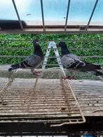 REIS, KWEEK EN JONGE DUIVEN TE KOOP!!, Animaux & Accessoires, Oiseaux | Pigeons