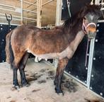 Jolie pouliche poney B, Dieren en Toebehoren, Pony's, Merrie, B, B pony (1.17m tot 1.27m), 0 tot 2 jaar