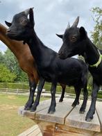 Kindvriendelijk bokje (stamboom) - Louis vd Predikherenhoeve, Dieren en Toebehoren, Schapen, Geiten en Varkens, Mannelijk, Geit
