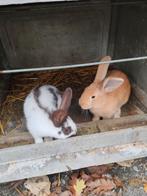 2 jonge mannen, Dieren en Toebehoren, Konijnen, Mannelijk