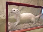 Oude hermelijn taxidermie, Ophalen of Verzenden, Zo goed als nieuw