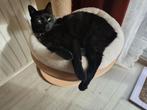 Katten krabtoren, Dieren en Toebehoren, Katten-accessoires, Ophalen, Gebruikt