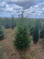 Taxus, Taxus, Ophalen