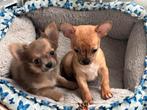 Chichuahua, België, Particulier, CDV (hondenziekte), 8 tot 15 weken