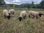 Suffolk volwassen ooien stamboek, Dieren en Toebehoren, Schapen, Geiten en Varkens, Vrouwelijk, Schaap, 3 tot 5 jaar