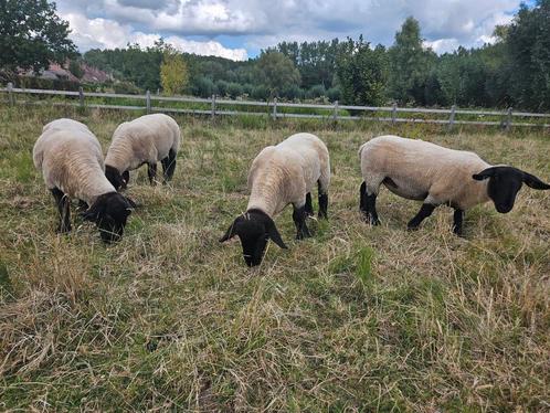 Suffolk volwassen ooien stamboek, Dieren en Toebehoren, Schapen, Geiten en Varkens, Schaap, Vrouwelijk, 3 tot 5 jaar
