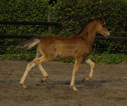 Welsh veulen(s), Dieren en Toebehoren, Paarden, Meerdere dieren, Onbeleerd, 0 tot 2 jaar, Met stamboom, Gechipt, Ontwormd