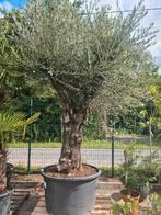 Olijfboom Olea Europaea, Tuin en Terras, Planten | Bomen, Ophalen