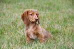 Langharige Teckel pup te koop